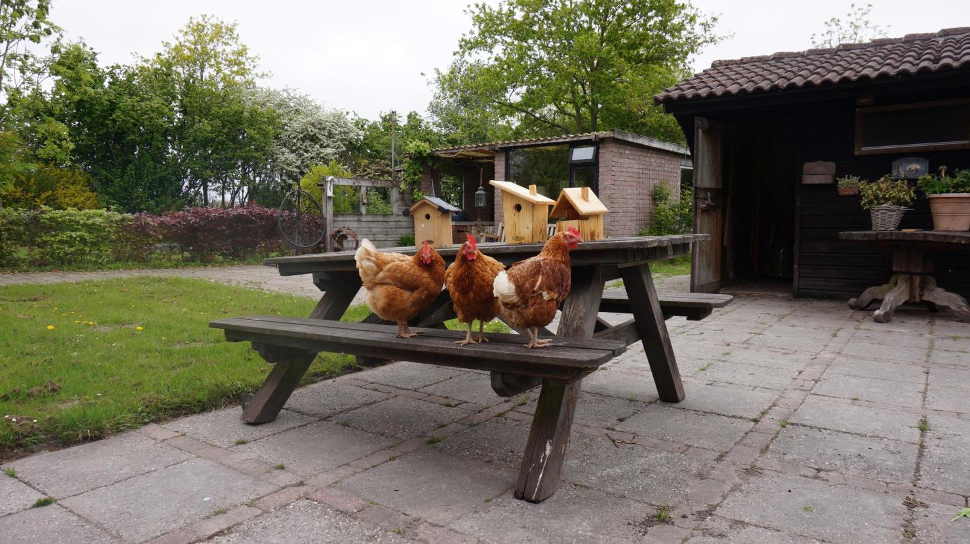 Bed And Breakfast Het Schapenlandje Waarland Bagian luar foto